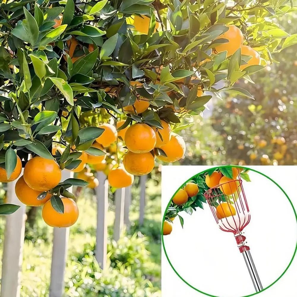 Kosz do zbierania owoców z drz – Fruit Picker Basket Telescopic Pole recenzja i cena