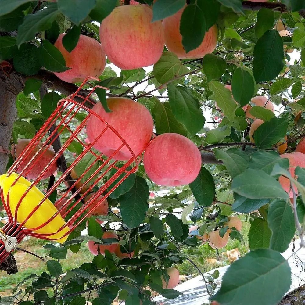 Drążek do zbierania owoców z k – Fruit Picker Basket Telescopic Pole recenzja i cena
