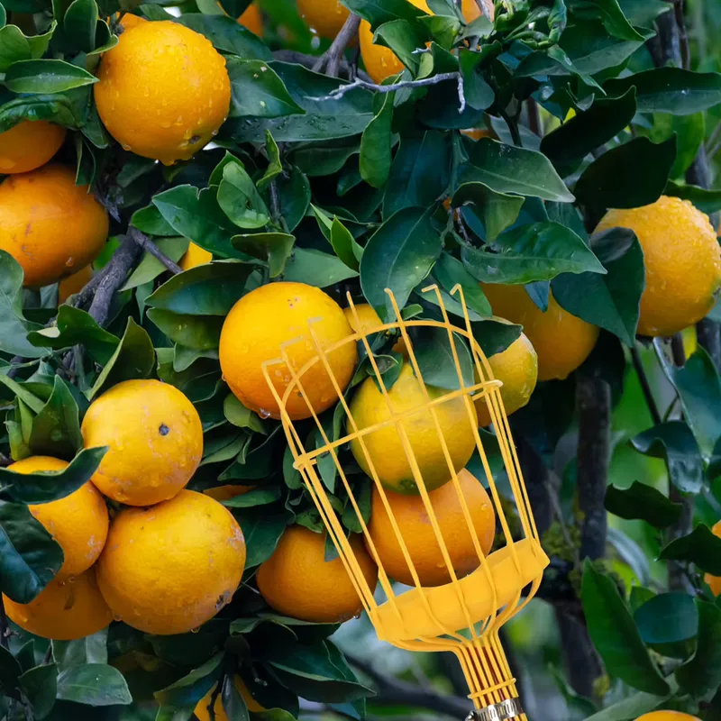 Przenośny metalowy zbierak do  – Fruit Picker Basket Telescopic Pole recenzja i cena