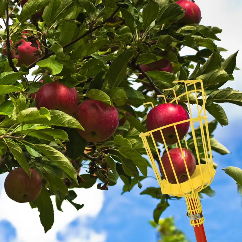 Przenośny metalowy zbierak do  – Fruit Picker Basket Telescopic Pole recenzja i cena